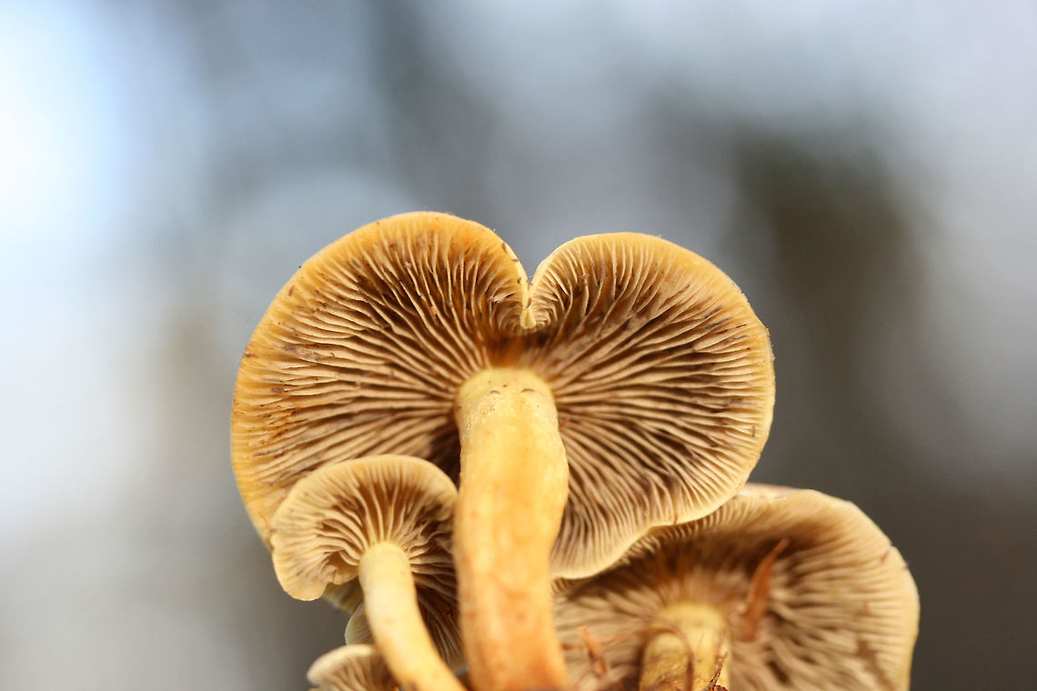 Smoky-Gilled Hypholoma (Hypholoma capnoides) Growing on a dirt path beneath mostly conifers.<br />
<figure class="photo"><a href="https://www.jungledragon.com/image/70680/smoky-gilled_hypholoma_hypholoma_capnoides.html" title="Smoky-Gilled Hypholoma (Hypholoma capnoides)"><img src="https://s3.amazonaws.com/media.jungledragon.com/images/3231/70680_thumb.jpg?AWSAccessKeyId=05GMT0V3GWVNE7GGM1R2&Expires=1769040010&Signature=gfIIvy8oYbcJ1uzY%2FqlYcS%2BWdJE%3D" width="200" height="134" alt="Smoky-Gilled Hypholoma (Hypholoma capnoides) Growing on a dirt path beneath mostly conifers.<br />
https://www.jungledragon.com/image/70678/smoky-gilled_hypholoma_hypholoma_capnoides.html<br />
https://www.jungledragon.com/image/70679/smoky-gilled_hypholoma_hypholoma_capnoides.html Fall,Geotagged,Hypholoma capnoides,Smoky-Gilled Hypholoma,United States" /></a></figure><br />
<figure class="photo"><a href="https://www.jungledragon.com/image/70679/smoky-gilled_hypholoma_hypholoma_capnoides.html" title="Smoky-Gilled Hypholoma (Hypholoma capnoides)"><img src="https://s3.amazonaws.com/media.jungledragon.com/images/3231/70679_thumb.jpg?AWSAccessKeyId=05GMT0V3GWVNE7GGM1R2&Expires=1769040010&Signature=jSqRSCPUHSkFtV0UftiXbNeaejc%3D" width="200" height="134" alt="Smoky-Gilled Hypholoma (Hypholoma capnoides) Growing on a dirt path beneath mostly conifers.<br />
https://www.jungledragon.com/image/70680/smoky-gilled_hypholoma_hypholoma_capnoides.html<br />
https://www.jungledragon.com/image/70678/smoky-gilled_hypholoma_hypholoma_capnoides.html<br />
 Fall,Geotagged,Hypholoma capnoides,Smoky-Gilled Hypholoma,United States" /></a></figure> Fall,Geotagged,Hypholoma capnoides,Smoky-Gilled Hypholoma,United States