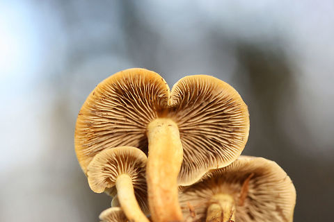 Smoky-Gilled Hypholoma (Hypholoma capnoides) Growing on a dirt path beneath mostly conifers.
https://www.jungledragon.com/image/70680/smoky-gilled_hypholoma_hypholoma_capnoides.html
https://www.jungledragon.com/image/70679/smoky-gilled_hypholoma_hypholoma_capnoides.html Fall,Geotagged,Hypholoma capnoides,Smoky-Gilled Hypholoma,United States