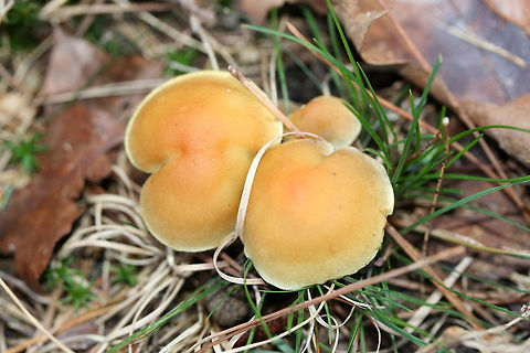 Smoky-Gilled Hypholoma (Hypholoma capnoides) Growing on a dirt path beneath mostly conifers.
https://www.jungledragon.com/image/70680/smoky-gilled_hypholoma_hypholoma_capnoides.html
https://www.jungledragon.com/image/70678/smoky-gilled_hypholoma_hypholoma_capnoides.html
 Fall,Geotagged,Hypholoma capnoides,Smoky-Gilled Hypholoma,United States