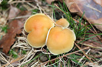 Smoky-Gilled Hypholoma (Hypholoma capnoides) Growing on a dirt path beneath mostly conifers.<br />
https://www.jungledragon.com/image/70680/smoky-gilled_hypholoma_hypholoma_capnoides.html<br />
https://www.jungledragon.com/image/70678/smoky-gilled_hypholoma_hypholoma_capnoides.html<br />
Fall,Geotagged,Hypholoma capnoides,Smoky-Gilled Hypholoma,United States
