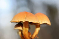 Smoky-Gilled Hypholoma (Hypholoma capnoides) Growing on a dirt path beneath mostly conifers.<br />
https://www.jungledragon.com/image/70678/smoky-gilled_hypholoma_hypholoma_capnoides.html<br />
https://www.jungledragon.com/image/70679/smoky-gilled_hypholoma_hypholoma_capnoides.html Fall,Geotagged,Hypholoma capnoides,Smoky-Gilled Hypholoma,United States