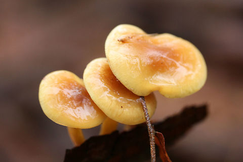 Scaly Rustgills (Gymnopilus sapineus group) Growing on pine bark in a wood pile at the edge of a mixed forest. Spore print: Rusty brown.
https://www.jungledragon.com/image/70684/scaly_rustgills_gymnopilus_sapineus_group.html
https://www.jungledragon.com/image/70682/scaly_rustgills_gymnopilus_sapineus_group.html
https://www.jungledragon.com/image/70683/scaly_rustgills_gymnopilus_sapineus_group.html
 Fall,Geotagged,Gymnopilus sapineus,Scaly Rustgill,United States