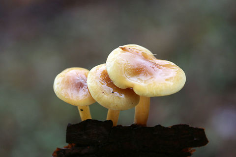 Scaly Rustgills (Gymnopilus sapineus group) Growing on pine bark in a wood pile at the edge of a mixed forest. Spore print: Rusty brown.
https://www.jungledragon.com/image/70684/scaly_rustgills_gymnopilus_sapineus_group.html
https://www.jungledragon.com/image/70681/scaly_rustgills_gymnopilus_sapineus_group.html
https://www.jungledragon.com/image/70683/scaly_rustgills_gymnopilus_sapineus_group.html Fall,Geotagged,Gymnopilus sapineus,Scaly Rustgill,United States