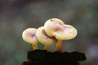 Scaly Rustgills (Gymnopilus sapineus group) Growing on pine bark in a wood pile at the edge of a mixed forest. Spore print: Rusty brown.<br />
https://www.jungledragon.com/image/70684/scaly_rustgills_gymnopilus_sapineus_group.html<br />
https://www.jungledragon.com/image/70681/scaly_rustgills_gymnopilus_sapineus_group.html<br />
https://www.jungledragon.com/image/70683/scaly_rustgills_gymnopilus_sapineus_group.html Fall,Geotagged,Gymnopilus sapineus,Scaly Rustgill,United States