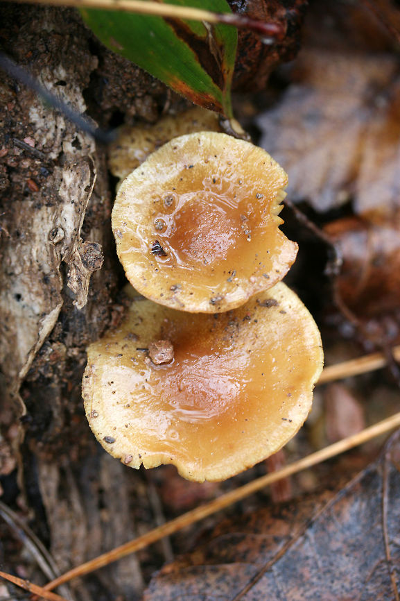 Scaly Rustgills (Gymnopilus sapineus group) Growing on pine bark in a wood pile at the edge of a mixed forest. Spore print: Rusty brown.<br />
<figure class="photo"><a href="https://www.jungledragon.com/image/70684/scaly_rustgills_gymnopilus_sapineus_group.html" title="Scaly Rustgills (Gymnopilus sapineus group)"><img src="https://s3.amazonaws.com/media.jungledragon.com/images/3231/70684_thumb.jpg?AWSAccessKeyId=05GMT0V3GWVNE7GGM1R2&Expires=1759968010&Signature=%2Fqf61WpLrsFIpF2u%2BgSxe7c7nXs%3D" width="200" height="134" alt="Scaly Rustgills (Gymnopilus sapineus group) Growing on pine bark in a wood pile at the edge of a mixed forest. Spore print: Rusty brown.<br />
https://www.jungledragon.com/image/70681/scaly_rustgills_gymnopilus_sapineus_group.html<br />
https://www.jungledragon.com/image/70682/scaly_rustgills_gymnopilus_sapineus_group.html<br />
https://www.jungledragon.com/image/70683/scaly_rustgills_gymnopilus_sapineus_group.html Fall,Geotagged,Gymnopilus sapineus,Scaly Rustgill,United States" /></a></figure><br />
<figure class="photo"><a href="https://www.jungledragon.com/image/70682/scaly_rustgills_gymnopilus_sapineus_group.html" title="Scaly Rustgills (Gymnopilus sapineus group)"><img src="https://s3.amazonaws.com/media.jungledragon.com/images/3231/70682_thumb.jpg?AWSAccessKeyId=05GMT0V3GWVNE7GGM1R2&Expires=1759968010&Signature=YgHxYUQCs7k0Vf2uqqrkrgkfA0o%3D" width="200" height="134" alt="Scaly Rustgills (Gymnopilus sapineus group) Growing on pine bark in a wood pile at the edge of a mixed forest. Spore print: Rusty brown.<br />
https://www.jungledragon.com/image/70684/scaly_rustgills_gymnopilus_sapineus_group.html<br />
https://www.jungledragon.com/image/70681/scaly_rustgills_gymnopilus_sapineus_group.html<br />
https://www.jungledragon.com/image/70683/scaly_rustgills_gymnopilus_sapineus_group.html Fall,Geotagged,Gymnopilus sapineus,Scaly Rustgill,United States" /></a></figure><br />
<figure class="photo"><a href="https://www.jungledragon.com/image/70681/scaly_rustgills_gymnopilus_sapineus_group.html" title="Scaly Rustgills (Gymnopilus sapineus group)"><img src="https://s3.amazonaws.com/media.jungledragon.com/images/3231/70681_thumb.jpg?AWSAccessKeyId=05GMT0V3GWVNE7GGM1R2&Expires=1759968010&Signature=LAJXAlAXdYhP4T%2BB3s8pj4FvQkw%3D" width="200" height="134" alt="Scaly Rustgills (Gymnopilus sapineus group) Growing on pine bark in a wood pile at the edge of a mixed forest. Spore print: Rusty brown.<br />
https://www.jungledragon.com/image/70684/scaly_rustgills_gymnopilus_sapineus_group.html<br />
https://www.jungledragon.com/image/70682/scaly_rustgills_gymnopilus_sapineus_group.html<br />
https://www.jungledragon.com/image/70683/scaly_rustgills_gymnopilus_sapineus_group.html<br />
 Fall,Geotagged,Gymnopilus sapineus,Scaly Rustgill,United States" /></a></figure> Fall,Geotagged,Gymnopilus sapineus,Scaly Rustgill,United States