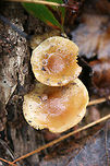 Scaly Rustgills (Gymnopilus sapineus group) Growing on pine bark in a wood pile at the edge of a mixed forest. Spore print: Rusty brown.<br />
https://www.jungledragon.com/image/70684/scaly_rustgills_gymnopilus_sapineus_group.html<br />
https://www.jungledragon.com/image/70682/scaly_rustgills_gymnopilus_sapineus_group.html<br />
https://www.jungledragon.com/image/70681/scaly_rustgills_gymnopilus_sapineus_group.html Fall,Geotagged,Gymnopilus sapineus,Scaly Rustgill,United States
