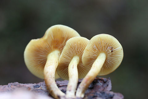 Scaly Rustgills (Gymnopilus sapineus group) Growing on pine bark in a wood pile at the edge of a mixed forest. Spore print: Rusty brown.
https://www.jungledragon.com/image/70681/scaly_rustgills_gymnopilus_sapineus_group.html
https://www.jungledragon.com/image/70682/scaly_rustgills_gymnopilus_sapineus_group.html
https://www.jungledragon.com/image/70683/scaly_rustgills_gymnopilus_sapineus_group.html Fall,Geotagged,Gymnopilus sapineus,Scaly Rustgill,United States