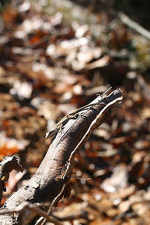 Green Anole (Anolis carolinensis) - Basking Basking on an exposed/rotting tree root at a forest edge on a cool fall day.

Carolina anoles have the ability to change between two primary shades, green and gray-brown. Skin color may change in response to ambient temperature, sexual arousal, or environmental stress.
https://www.jungledragon.com/image/70686/green_anole_anolis_carolinensis_-_basking.html Anolis carolinensis,Carolina anole,Dactyloidae,Fall,Geotagged,United States,anole,green anole,reptile,reptiles