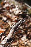 Green Anole (Anolis carolinensis) - Basking Basking on an exposed/rotting tree root at a forest edge on a cool fall day.<br />
<br />
Carolina anoles have the ability to change between two primary shades, green and gray-brown. Skin color may change in response to ambient temperature, sexual arousal, or environmental stress.<br />
https://www.jungledragon.com/image/70686/green_anole_anolis_carolinensis_-_basking.html Anolis carolinensis,Carolina anole,Dactyloidae,Fall,Geotagged,United States,anole,green anole,reptile,reptiles