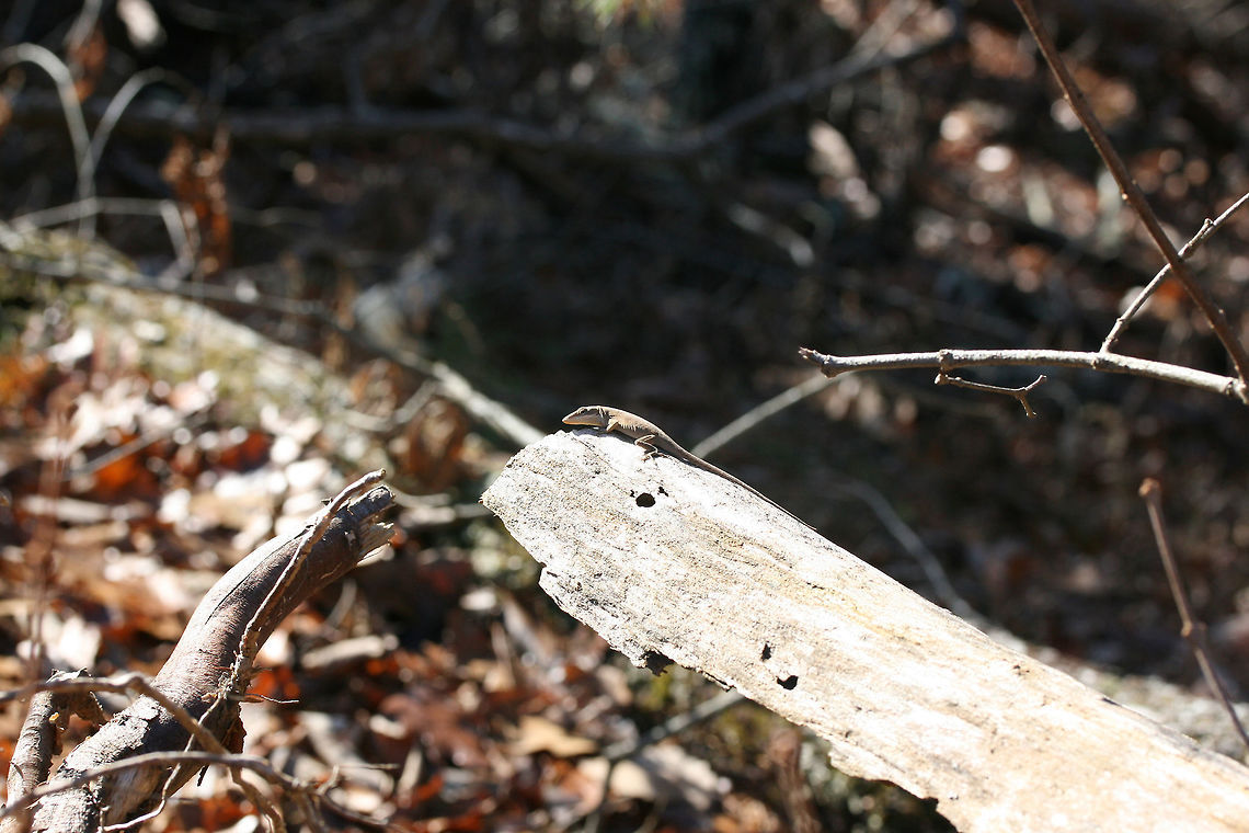 Green Anole (Anolis carolinensis) - Basking Basking on an exposed/rotting tree root at a forest edge on a cool fall day.<br />
<br />
Carolina anoles have the ability to change between two primary shades, green and gray-brown. Skin color may change in response to ambient temperature, sexual arousal, or environmental stress.<br />
<figure class="photo"><a href="https://www.jungledragon.com/image/70685/green_anole_anolis_carolinensis_-_basking.html" title="Green Anole (Anolis carolinensis) - Basking"><img src="https://s3.amazonaws.com/media.jungledragon.com/images/3231/70685_thumb.jpg?AWSAccessKeyId=05GMT0V3GWVNE7GGM1R2&Expires=1759968010&Signature=TheSorYJiu0AO2CtICEaEKgPPE4%3D" width="102" height="152" alt="Green Anole (Anolis carolinensis) - Basking Basking on an exposed/rotting tree root at a forest edge on a cool fall day.<br />
<br />
Carolina anoles have the ability to change between two primary shades, green and gray-brown. Skin color may change in response to ambient temperature, sexual arousal, or environmental stress.<br />
https://www.jungledragon.com/image/70686/green_anole_anolis_carolinensis_-_basking.html Anolis carolinensis,Carolina anole,Dactyloidae,Fall,Geotagged,United States,anole,green anole,reptile,reptiles" /></a></figure> Anolis carolinensis,Carolina anole,Dactyloidae,Fall,Geotagged,United States,anole,green anole,reptile,reptiles