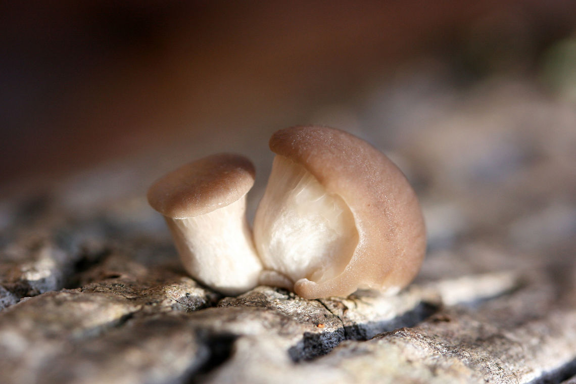 Oyster Mushroom Pins (Pleurotus ostreatus) Growing on a Tulip Poplar (Liriodendron tulipifera) log in a dense mixed forest.<br />
<figure class="photo"><a href="https://www.jungledragon.com/image/70688/oyster_mushrooms_pleurotus_ostreatus.html" title="Oyster Mushrooms (Pleurotus ostreatus)"><img src="https://s3.amazonaws.com/media.jungledragon.com/images/3231/70688_thumb.jpg?AWSAccessKeyId=05GMT0V3GWVNE7GGM1R2&Expires=1767225610&Signature=TSvFX2Cc3HijBMbbKEnduQOuS4Q%3D" width="200" height="134" alt="Oyster Mushrooms (Pleurotus ostreatus) Growing on a Tulip Poplar (Liriodendron tulipifera) log in a dense mixed forest. <br />
https://www.jungledragon.com/image/70689/oyster_mushrooms_pleurotus_ostreatus.html<br />
https://www.jungledragon.com/image/70687/oyster_mushroom_pins_pleurotus_ostreatus.html Fall,Geotagged,Oyster mushroom,Pleurotus ostreatus,United States" /></a></figure><br />
<figure class="photo"><a href="https://www.jungledragon.com/image/70689/oyster_mushrooms_pleurotus_ostreatus.html" title="Oyster Mushrooms (Pleurotus ostreatus)"><img src="https://s3.amazonaws.com/media.jungledragon.com/images/3231/70689_thumb.jpg?AWSAccessKeyId=05GMT0V3GWVNE7GGM1R2&Expires=1767225610&Signature=eSswqww1b%2FAaiBVH%2BI8vMdB8%2FCQ%3D" width="102" height="152" alt="Oyster Mushrooms (Pleurotus ostreatus) Growing on a Tulip Poplar (Liriodendron tulipifera) log in a dense mixed forest.<br />
https://www.jungledragon.com/image/70688/oyster_mushrooms_pleurotus_ostreatus.html<br />
https://www.jungledragon.com/image/70687/oyster_mushroom_pins_pleurotus_ostreatus.html Fall,Geotagged,Oyster mushroom,Pleurotus ostreatus,United States" /></a></figure> Fall,Geotagged,Oyster mushroom,Pleurotus ostreatus,United States