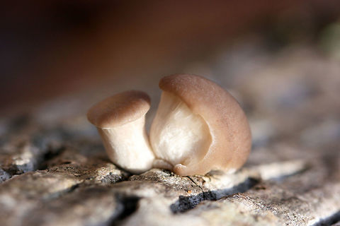Oyster Mushroom Pins (Pleurotus ostreatus) Growing on a Tulip Poplar (Liriodendron tulipifera) log in a dense mixed forest.
https://www.jungledragon.com/image/70688/oyster_mushrooms_pleurotus_ostreatus.html
https://www.jungledragon.com/image/70689/oyster_mushrooms_pleurotus_ostreatus.html Fall,Geotagged,Oyster mushroom,Pleurotus ostreatus,United States