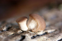 Oyster Mushroom Pins (Pleurotus ostreatus) Growing on a Tulip Poplar (Liriodendron tulipifera) log in a dense mixed forest.<br />
https://www.jungledragon.com/image/70688/oyster_mushrooms_pleurotus_ostreatus.html<br />
https://www.jungledragon.com/image/70689/oyster_mushrooms_pleurotus_ostreatus.html Fall,Geotagged,Oyster mushroom,Pleurotus ostreatus,United States