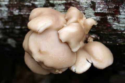 Oyster Mushrooms (Pleurotus ostreatus) Growing on a Tulip Poplar (Liriodendron tulipifera) log in a dense mixed forest. 
https://www.jungledragon.com/image/70689/oyster_mushrooms_pleurotus_ostreatus.html
https://www.jungledragon.com/image/70687/oyster_mushroom_pins_pleurotus_ostreatus.html Fall,Geotagged,Oyster mushroom,Pleurotus ostreatus,United States