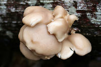 Oyster Mushrooms (Pleurotus ostreatus) Growing on a Tulip Poplar (Liriodendron tulipifera) log in a dense mixed forest. <br />
https://www.jungledragon.com/image/70689/oyster_mushrooms_pleurotus_ostreatus.html<br />
https://www.jungledragon.com/image/70687/oyster_mushroom_pins_pleurotus_ostreatus.html Fall,Geotagged,Oyster mushroom,Pleurotus ostreatus,United States