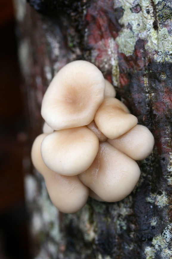 Oyster Mushrooms (Pleurotus ostreatus) Growing on a Tulip Poplar (Liriodendron tulipifera) log in a dense mixed forest.<br />
<figure class="photo"><a href="https://www.jungledragon.com/image/70688/oyster_mushrooms_pleurotus_ostreatus.html" title="Oyster Mushrooms (Pleurotus ostreatus)"><img src="https://s3.amazonaws.com/media.jungledragon.com/images/3231/70688_thumb.jpg?AWSAccessKeyId=05GMT0V3GWVNE7GGM1R2&Expires=1759968010&Signature=aHswJDGiX2WYH6SXDodmGboOUgk%3D" width="200" height="134" alt="Oyster Mushrooms (Pleurotus ostreatus) Growing on a Tulip Poplar (Liriodendron tulipifera) log in a dense mixed forest. <br />
https://www.jungledragon.com/image/70689/oyster_mushrooms_pleurotus_ostreatus.html<br />
https://www.jungledragon.com/image/70687/oyster_mushroom_pins_pleurotus_ostreatus.html Fall,Geotagged,Oyster mushroom,Pleurotus ostreatus,United States" /></a></figure><br />
<figure class="photo"><a href="https://www.jungledragon.com/image/70687/oyster_mushroom_pins_pleurotus_ostreatus.html" title="Oyster Mushroom Pins (Pleurotus ostreatus)"><img src="https://s3.amazonaws.com/media.jungledragon.com/images/3231/70687_thumb.jpg?AWSAccessKeyId=05GMT0V3GWVNE7GGM1R2&Expires=1759968010&Signature=4uNdLEy2qn34lfmfHTvpbd4Yg9M%3D" width="200" height="134" alt="Oyster Mushroom Pins (Pleurotus ostreatus) Growing on a Tulip Poplar (Liriodendron tulipifera) log in a dense mixed forest.<br />
https://www.jungledragon.com/image/70688/oyster_mushrooms_pleurotus_ostreatus.html<br />
https://www.jungledragon.com/image/70689/oyster_mushrooms_pleurotus_ostreatus.html Fall,Geotagged,Oyster mushroom,Pleurotus ostreatus,United States" /></a></figure> Fall,Geotagged,Oyster mushroom,Pleurotus ostreatus,United States