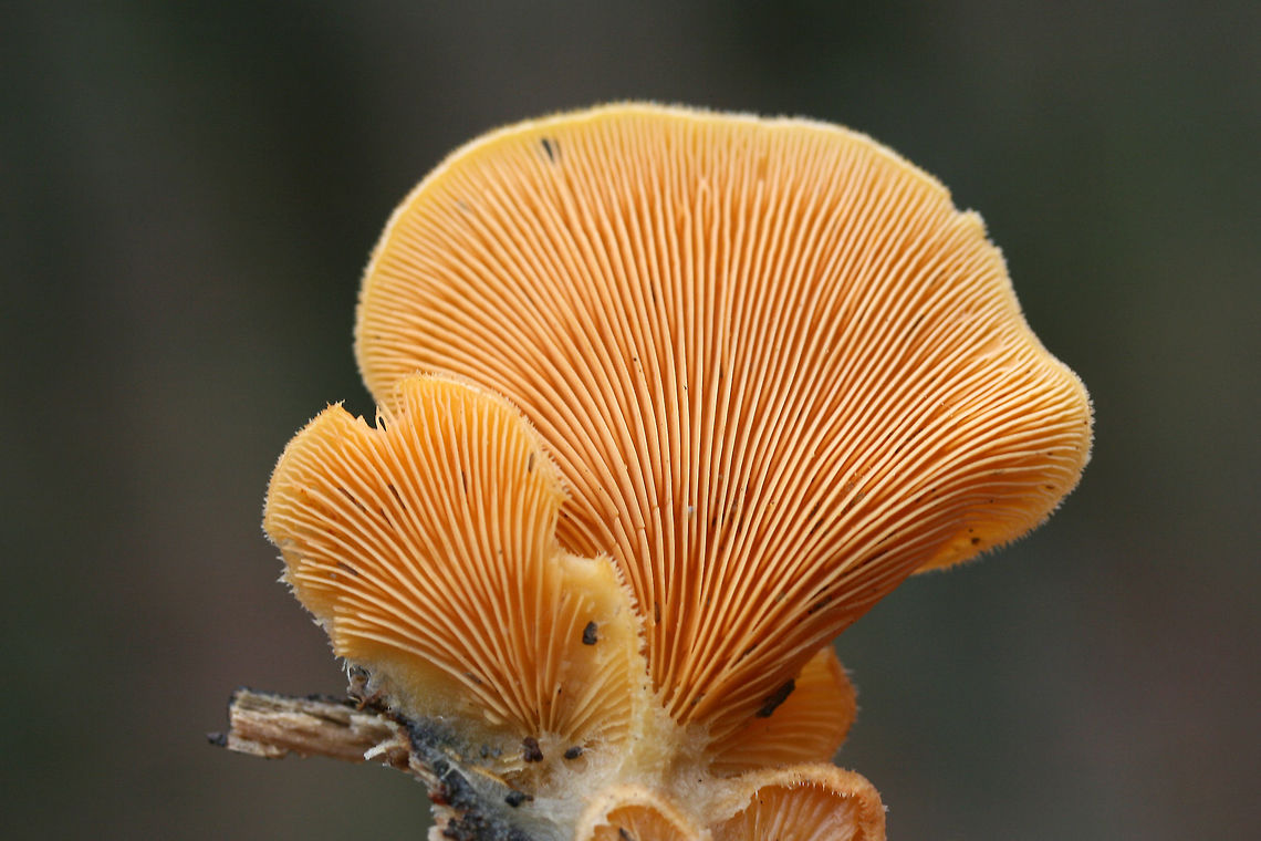 Orange Oyster Mushrooms (Phyllotopsis nidulans) Growing on a rotting long in a dense mixed forest (mostly below oak and hickory trees).<br />
<figure class="photo"><a href="https://www.jungledragon.com/image/70759/orange_oyster_mushrooms_phyllotopsis_nidulans.html" title="Orange Oyster Mushrooms (Phyllotopsis nidulans)"><img src="https://s3.amazonaws.com/media.jungledragon.com/images/3231/70759_thumb.jpg?AWSAccessKeyId=05GMT0V3GWVNE7GGM1R2&Expires=1759968010&Signature=TDs2qu2D3qncQSSgh4X38h35zJk%3D" width="200" height="134" alt="Orange Oyster Mushrooms (Phyllotopsis nidulans) Growing on a rotting long in a dense mixed forest (mostly below oak and hickory trees).<br />
https://www.jungledragon.com/image/70756/orange_oyster_mushrooms_phyllotopsis_nidulans.html<br />
https://www.jungledragon.com/image/70758/orange_oyster_mushrooms_phyllotopsis_nidulans.html<br />
https://www.jungledragon.com/image/70757/orange_oyster_mushrooms_phyllotopsis_nidulans.html Fall,Geotagged,Orange oyster,Phyllotopsis nidulans,United States,fungi,fungus,mushroom,mushrooms,orange,orange fungi,orange fungus,orange mushroom,orange mushrooms,stinking oyster,stinking oysters" /></a></figure><br />
<figure class="photo"><a href="https://www.jungledragon.com/image/70758/orange_oyster_mushrooms_phyllotopsis_nidulans.html" title="Orange Oyster Mushrooms (Phyllotopsis nidulans)"><img src="https://s3.amazonaws.com/media.jungledragon.com/images/3231/70758_thumb.jpg?AWSAccessKeyId=05GMT0V3GWVNE7GGM1R2&Expires=1759968010&Signature=ZVtQICvIsVuGVyCVjBS5mpWgkXo%3D" width="200" height="134" alt="Orange Oyster Mushrooms (Phyllotopsis nidulans) Growing on a rotting long in a dense mixed forest (mostly below oak and hickory trees).<br />
https://www.jungledragon.com/image/70756/orange_oyster_mushrooms_phyllotopsis_nidulans.html<br />
https://www.jungledragon.com/image/70759/orange_oyster_mushrooms_phyllotopsis_nidulans.html<br />
https://www.jungledragon.com/image/70757/orange_oyster_mushrooms_phyllotopsis_nidulans.html Fall,Geotagged,Orange oyster,Phyllotopsis nidulans,United States,fungi,fungus,mushroom,mushrooms,orange,orange fungi,orange fungus,orange mushroom,orange mushrooms,stinking oyster,stinking oysters" /></a></figure><br />
<figure class="photo"><a href="https://www.jungledragon.com/image/70757/orange_oyster_mushrooms_phyllotopsis_nidulans.html" title="Orange Oyster Mushrooms (Phyllotopsis nidulans)"><img src="https://s3.amazonaws.com/media.jungledragon.com/images/3231/70757_thumb.jpg?AWSAccessKeyId=05GMT0V3GWVNE7GGM1R2&Expires=1759968010&Signature=is%2BhF38Q9%2FOmJTOCCvtDyD65CyE%3D" width="102" height="152" alt="Orange Oyster Mushrooms (Phyllotopsis nidulans) Growing on a rotting long in a dense mixed forest (mostly below oak and hickory trees).<br />
https://www.jungledragon.com/image/70756/orange_oyster_mushrooms_phyllotopsis_nidulans.html<br />
https://www.jungledragon.com/image/70758/orange_oyster_mushrooms_phyllotopsis_nidulans.html<br />
https://www.jungledragon.com/image/70759/orange_oyster_mushrooms_phyllotopsis_nidulans.html Fall,Geotagged,Orange oyster,Phyllotopsis nidulans,United States,fungi,fungus,mushroom,mushrooms,orange,orange fungi,orange fungus,orange mushroom,orange mushrooms,stinking oyster,stinking oysters" /></a></figure> Fall,Geotagged,Orange oyster,Phyllotopsis nidulans,United States,fungi,fungus,mushroom,mushrooms,orange,orange fungi,orange fungus,orange mushroom,orange mushrooms,stinking oyster,stinking oysters