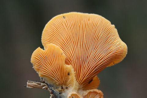 Orange Oyster Mushrooms (Phyllotopsis nidulans) Growing on a rotting long in a dense mixed forest (mostly below oak and hickory trees).
https://www.jungledragon.com/image/70759/orange_oyster_mushrooms_phyllotopsis_nidulans.html
https://www.jungledragon.com/image/70758/orange_oyster_mushrooms_phyllotopsis_nidulans.html
https://www.jungledragon.com/image/70757/orange_oyster_mushrooms_phyllotopsis_nidulans.html Fall,Geotagged,Orange oyster,Phyllotopsis nidulans,United States,fungi,fungus,mushroom,mushrooms,orange,orange fungi,orange fungus,orange mushroom,orange mushrooms,stinking oyster,stinking oysters