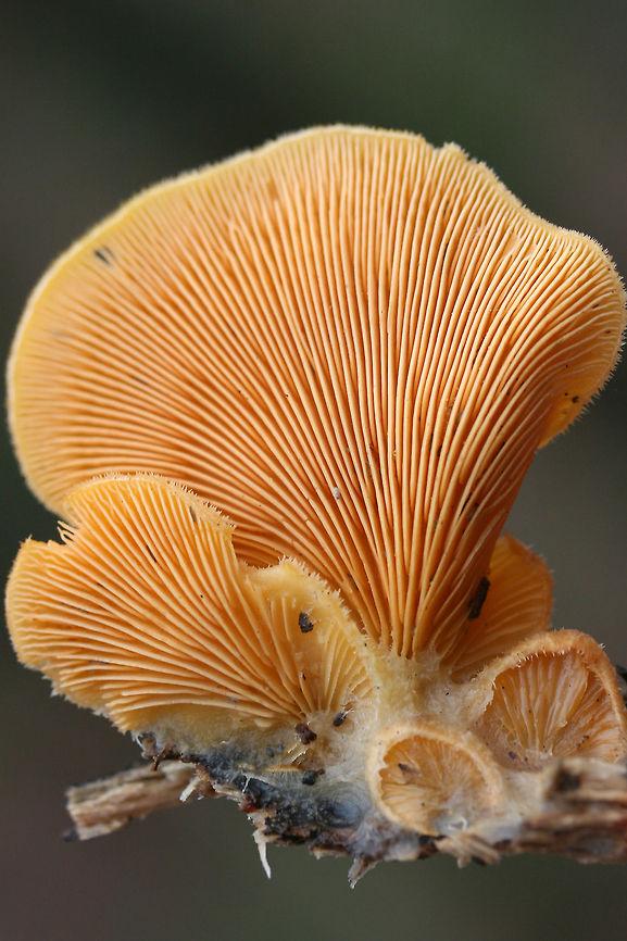 Orange Oyster Mushrooms (Phyllotopsis nidulans) Growing on a rotting long in a dense mixed forest (mostly below oak and hickory trees).<br />
<figure class="photo"><a href="https://www.jungledragon.com/image/70756/orange_oyster_mushrooms_phyllotopsis_nidulans.html" title="Orange Oyster Mushrooms (Phyllotopsis nidulans)"><img src="https://s3.amazonaws.com/media.jungledragon.com/images/3231/70756_thumb.jpg?AWSAccessKeyId=05GMT0V3GWVNE7GGM1R2&Expires=1759968010&Signature=QL63qMDmLwfohsEnlvBniPFQ96Q%3D" width="200" height="134" alt="Orange Oyster Mushrooms (Phyllotopsis nidulans) Growing on a rotting long in a dense mixed forest (mostly below oak and hickory trees).<br />
https://www.jungledragon.com/image/70759/orange_oyster_mushrooms_phyllotopsis_nidulans.html<br />
https://www.jungledragon.com/image/70758/orange_oyster_mushrooms_phyllotopsis_nidulans.html<br />
https://www.jungledragon.com/image/70757/orange_oyster_mushrooms_phyllotopsis_nidulans.html Fall,Geotagged,Orange oyster,Phyllotopsis nidulans,United States,fungi,fungus,mushroom,mushrooms,orange,orange fungi,orange fungus,orange mushroom,orange mushrooms,stinking oyster,stinking oysters" /></a></figure><br />
<figure class="photo"><a href="https://www.jungledragon.com/image/70758/orange_oyster_mushrooms_phyllotopsis_nidulans.html" title="Orange Oyster Mushrooms (Phyllotopsis nidulans)"><img src="https://s3.amazonaws.com/media.jungledragon.com/images/3231/70758_thumb.jpg?AWSAccessKeyId=05GMT0V3GWVNE7GGM1R2&Expires=1759968010&Signature=ZVtQICvIsVuGVyCVjBS5mpWgkXo%3D" width="200" height="134" alt="Orange Oyster Mushrooms (Phyllotopsis nidulans) Growing on a rotting long in a dense mixed forest (mostly below oak and hickory trees).<br />
https://www.jungledragon.com/image/70756/orange_oyster_mushrooms_phyllotopsis_nidulans.html<br />
https://www.jungledragon.com/image/70759/orange_oyster_mushrooms_phyllotopsis_nidulans.html<br />
https://www.jungledragon.com/image/70757/orange_oyster_mushrooms_phyllotopsis_nidulans.html Fall,Geotagged,Orange oyster,Phyllotopsis nidulans,United States,fungi,fungus,mushroom,mushrooms,orange,orange fungi,orange fungus,orange mushroom,orange mushrooms,stinking oyster,stinking oysters" /></a></figure><br />
<figure class="photo"><a href="https://www.jungledragon.com/image/70759/orange_oyster_mushrooms_phyllotopsis_nidulans.html" title="Orange Oyster Mushrooms (Phyllotopsis nidulans)"><img src="https://s3.amazonaws.com/media.jungledragon.com/images/3231/70759_thumb.jpg?AWSAccessKeyId=05GMT0V3GWVNE7GGM1R2&Expires=1759968010&Signature=TDs2qu2D3qncQSSgh4X38h35zJk%3D" width="200" height="134" alt="Orange Oyster Mushrooms (Phyllotopsis nidulans) Growing on a rotting long in a dense mixed forest (mostly below oak and hickory trees).<br />
https://www.jungledragon.com/image/70756/orange_oyster_mushrooms_phyllotopsis_nidulans.html<br />
https://www.jungledragon.com/image/70758/orange_oyster_mushrooms_phyllotopsis_nidulans.html<br />
https://www.jungledragon.com/image/70757/orange_oyster_mushrooms_phyllotopsis_nidulans.html Fall,Geotagged,Orange oyster,Phyllotopsis nidulans,United States,fungi,fungus,mushroom,mushrooms,orange,orange fungi,orange fungus,orange mushroom,orange mushrooms,stinking oyster,stinking oysters" /></a></figure> Fall,Geotagged,Orange oyster,Phyllotopsis nidulans,United States,fungi,fungus,mushroom,mushrooms,orange,orange fungi,orange fungus,orange mushroom,orange mushrooms,stinking oyster,stinking oysters