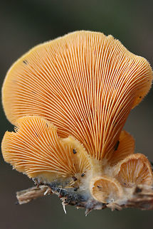 Orange Oyster Mushrooms (Phyllotopsis nidulans) Growing on a rotting long in a dense mixed forest (mostly below oak and hickory trees).
https://www.jungledragon.com/image/70756/orange_oyster_mushrooms_phyllotopsis_nidulans.html
https://www.jungledragon.com/image/70758/orange_oyster_mushrooms_phyllotopsis_nidulans.html
https://www.jungledragon.com/image/70759/orange_oyster_mushrooms_phyllotopsis_nidulans.html Fall,Geotagged,Orange oyster,Phyllotopsis nidulans,United States,fungi,fungus,mushroom,mushrooms,orange,orange fungi,orange fungus,orange mushroom,orange mushrooms,stinking oyster,stinking oysters