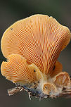 Orange Oyster Mushrooms (Phyllotopsis nidulans) Growing on a rotting long in a dense mixed forest (mostly below oak and hickory trees).<br />
https://www.jungledragon.com/image/70756/orange_oyster_mushrooms_phyllotopsis_nidulans.html<br />
https://www.jungledragon.com/image/70758/orange_oyster_mushrooms_phyllotopsis_nidulans.html<br />
https://www.jungledragon.com/image/70759/orange_oyster_mushrooms_phyllotopsis_nidulans.html Fall,Geotagged,Orange oyster,Phyllotopsis nidulans,United States,fungi,fungus,mushroom,mushrooms,orange,orange fungi,orange fungus,orange mushroom,orange mushrooms,stinking oyster,stinking oysters