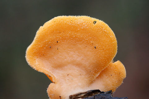 Orange Oyster Mushrooms (Phyllotopsis nidulans) Growing on a rotting long in a dense mixed forest (mostly below oak and hickory trees).
https://www.jungledragon.com/image/70756/orange_oyster_mushrooms_phyllotopsis_nidulans.html
https://www.jungledragon.com/image/70759/orange_oyster_mushrooms_phyllotopsis_nidulans.html
https://www.jungledragon.com/image/70757/orange_oyster_mushrooms_phyllotopsis_nidulans.html Fall,Geotagged,Orange oyster,Phyllotopsis nidulans,United States,fungi,fungus,mushroom,mushrooms,orange,orange fungi,orange fungus,orange mushroom,orange mushrooms,stinking oyster,stinking oysters