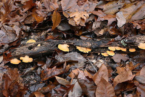 Orange Oyster Mushrooms (Phyllotopsis nidulans) Growing on a rotting long in a dense mixed forest (mostly below oak and hickory trees).
https://www.jungledragon.com/image/70756/orange_oyster_mushrooms_phyllotopsis_nidulans.html
https://www.jungledragon.com/image/70758/orange_oyster_mushrooms_phyllotopsis_nidulans.html
https://www.jungledragon.com/image/70757/orange_oyster_mushrooms_phyllotopsis_nidulans.html Fall,Geotagged,Orange oyster,Phyllotopsis nidulans,United States,fungi,fungus,mushroom,mushrooms,orange,orange fungi,orange fungus,orange mushroom,orange mushrooms,stinking oyster,stinking oysters
