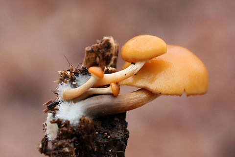 Deadly Galerina (Galerina marginata) Growing on highly rotted wood (beneath Oak and Hickory trees) in a dense mixed forest.
https://www.jungledragon.com/image/70822/deadly_galerina_galerina_marginata.html
https://www.jungledragon.com/image/70821/deadly_galerina_galerina_marginata.html
https://www.jungledragon.com/image/70820/deadly_galerina_galerina_marginata.html Fall,Galerina marginata,Geotagged,United States