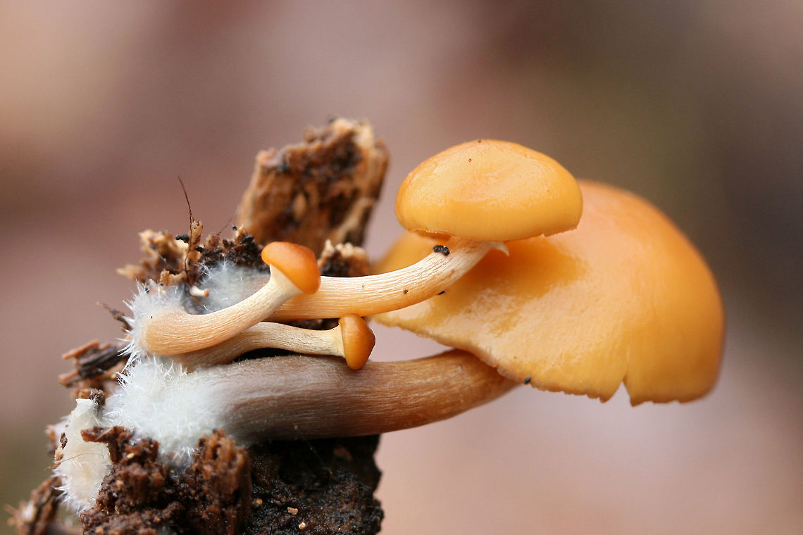 Deadly Galerina (Galerina marginata) Growing on highly rotted wood (beneath Oak and Hickory trees) in a dense mixed forest.<br />
<figure class="photo"><a href="https://www.jungledragon.com/image/70819/deadly_galerina_galerina_marginata.html" title="Deadly Galerina (Galerina marginata)"><img src="https://s3.amazonaws.com/media.jungledragon.com/images/3231/70819_thumb.jpg?AWSAccessKeyId=05GMT0V3GWVNE7GGM1R2&Expires=1759968010&Signature=bDM1LEhL44p6%2B3e30vzgszVXjaI%3D" width="200" height="134" alt="Deadly Galerina (Galerina marginata) Growing on highly rotted wood (beneath Oak and Hickory trees) in a dense mixed forest.<br />
https://www.jungledragon.com/image/70822/deadly_galerina_galerina_marginata.html<br />
https://www.jungledragon.com/image/70821/deadly_galerina_galerina_marginata.html<br />
https://www.jungledragon.com/image/70820/deadly_galerina_galerina_marginata.html Fall,Galerina marginata,Geotagged,United States" /></a></figure><br />
<figure class="photo"><a href="https://www.jungledragon.com/image/70821/deadly_galerina_galerina_marginata.html" title="Deadly Galerina (Galerina marginata)"><img src="https://s3.amazonaws.com/media.jungledragon.com/images/3231/70821_thumb.jpg?AWSAccessKeyId=05GMT0V3GWVNE7GGM1R2&Expires=1759968010&Signature=HuLTQkiwQgfi8N9m6wVRGmQQaBs%3D" width="200" height="134" alt="Deadly Galerina (Galerina marginata) Growing on highly rotted wood (beneath Oak and Hickory trees) in a dense mixed forest.<br />
https://www.jungledragon.com/image/70819/deadly_galerina_galerina_marginata.html<br />
https://www.jungledragon.com/image/70822/deadly_galerina_galerina_marginata.html<br />
https://www.jungledragon.com/image/70820/deadly_galerina_galerina_marginata.html Fall,Galerina marginata,Geotagged,United States" /></a></figure><br />
<figure class="photo"><a href="https://www.jungledragon.com/image/70822/deadly_galerina_galerina_marginata.html" title="Deadly Galerina (Galerina marginata)"><img src="https://s3.amazonaws.com/media.jungledragon.com/images/3231/70822_thumb.jpg?AWSAccessKeyId=05GMT0V3GWVNE7GGM1R2&Expires=1759968010&Signature=wizLuuBzFHSu5L2WuMF7v55TizE%3D" width="200" height="134" alt="Deadly Galerina (Galerina marginata) Growing on highly rotted wood (beneath Oak and Hickory trees) in a dense mixed forest.<br />
https://www.jungledragon.com/image/70819/deadly_galerina_galerina_marginata.html<br />
https://www.jungledragon.com/image/70821/deadly_galerina_galerina_marginata.html<br />
https://www.jungledragon.com/image/70820/deadly_galerina_galerina_marginata.html Fall,Galerina marginata,Geotagged,United States" /></a></figure> Fall,Galerina marginata,Geotagged,United States