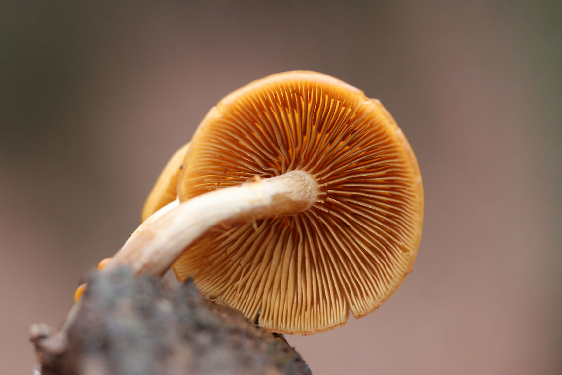 Deadly Galerina (Galerina marginata) Growing on highly rotted wood (beneath Oak and Hickory trees) in a dense mixed forest.<br />
<figure class="photo"><a href="https://www.jungledragon.com/image/70819/deadly_galerina_galerina_marginata.html" title="Deadly Galerina (Galerina marginata)"><img src="https://s3.amazonaws.com/media.jungledragon.com/images/3231/70819_thumb.jpg?AWSAccessKeyId=05GMT0V3GWVNE7GGM1R2&Expires=1769040010&Signature=b5RpoNLx%2F6bdN2ciCPqPdYt6NoY%3D" width="200" height="134" alt="Deadly Galerina (Galerina marginata) Growing on highly rotted wood (beneath Oak and Hickory trees) in a dense mixed forest.<br />
https://www.jungledragon.com/image/70822/deadly_galerina_galerina_marginata.html<br />
https://www.jungledragon.com/image/70821/deadly_galerina_galerina_marginata.html<br />
https://www.jungledragon.com/image/70820/deadly_galerina_galerina_marginata.html Fall,Galerina marginata,Geotagged,United States" /></a></figure><br />
<figure class="photo"><a href="https://www.jungledragon.com/image/70822/deadly_galerina_galerina_marginata.html" title="Deadly Galerina (Galerina marginata)"><img src="https://s3.amazonaws.com/media.jungledragon.com/images/3231/70822_thumb.jpg?AWSAccessKeyId=05GMT0V3GWVNE7GGM1R2&Expires=1769040010&Signature=uRXdywXBQjYdAmrwk5Cau34bfLs%3D" width="200" height="134" alt="Deadly Galerina (Galerina marginata) Growing on highly rotted wood (beneath Oak and Hickory trees) in a dense mixed forest.<br />
https://www.jungledragon.com/image/70819/deadly_galerina_galerina_marginata.html<br />
https://www.jungledragon.com/image/70821/deadly_galerina_galerina_marginata.html<br />
https://www.jungledragon.com/image/70820/deadly_galerina_galerina_marginata.html Fall,Galerina marginata,Geotagged,United States" /></a></figure><br />
<figure class="photo"><a href="https://www.jungledragon.com/image/70820/deadly_galerina_galerina_marginata.html" title="Deadly Galerina (Galerina marginata)"><img src="https://s3.amazonaws.com/media.jungledragon.com/images/3231/70820_thumb.jpg?AWSAccessKeyId=05GMT0V3GWVNE7GGM1R2&Expires=1769040010&Signature=kvkxsWXBmKaZH1ekSaK%2B1O8MFXw%3D" width="200" height="134" alt="Deadly Galerina (Galerina marginata) Growing on highly rotted wood (beneath Oak and Hickory trees) in a dense mixed forest.<br />
https://www.jungledragon.com/image/70819/deadly_galerina_galerina_marginata.html<br />
https://www.jungledragon.com/image/70821/deadly_galerina_galerina_marginata.html<br />
https://www.jungledragon.com/image/70822/deadly_galerina_galerina_marginata.html Fall,Galerina marginata,Geotagged,United States" /></a></figure> Fall,Galerina marginata,Geotagged,United States