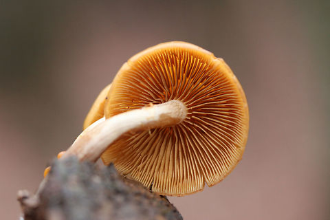 Deadly Galerina (Galerina marginata) Growing on highly rotted wood (beneath Oak and Hickory trees) in a dense mixed forest.
https://www.jungledragon.com/image/70819/deadly_galerina_galerina_marginata.html
https://www.jungledragon.com/image/70822/deadly_galerina_galerina_marginata.html
https://www.jungledragon.com/image/70820/deadly_galerina_galerina_marginata.html Fall,Galerina marginata,Geotagged,United States