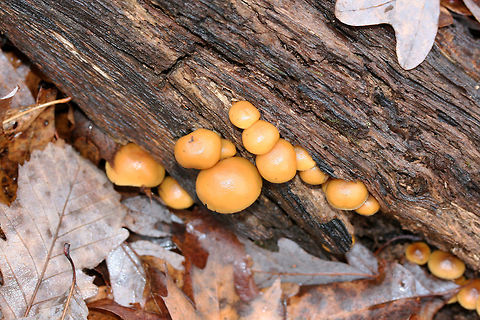 Deadly Galerina (Galerina marginata) Growing on highly rotted wood (beneath Oak and Hickory trees) in a dense mixed forest.
https://www.jungledragon.com/image/70819/deadly_galerina_galerina_marginata.html
https://www.jungledragon.com/image/70821/deadly_galerina_galerina_marginata.html
https://www.jungledragon.com/image/70820/deadly_galerina_galerina_marginata.html Fall,Galerina marginata,Geotagged,United States