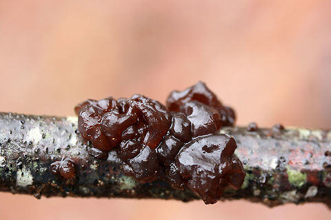 Exidia crenata Growing on a hardwood branch in an dense mixed forest. Exidia crenata,Exidia recisa,Fall,Geotagged,United States