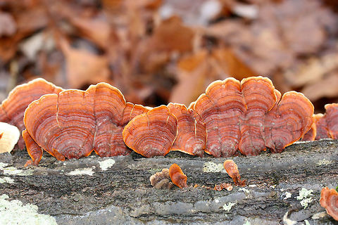 False Turkey Tails (Stereum ostrea) Growing on a fallen hardwood log in a dense mixed forest. Alongside Trichaptum sp.
https://www.jungledragon.com/image/70837/false_turkey_tails_stereum_ostrea_and_trichaptum_sp.html Fall,False turkey-tail,Geotagged,Stereum ostrea,United States