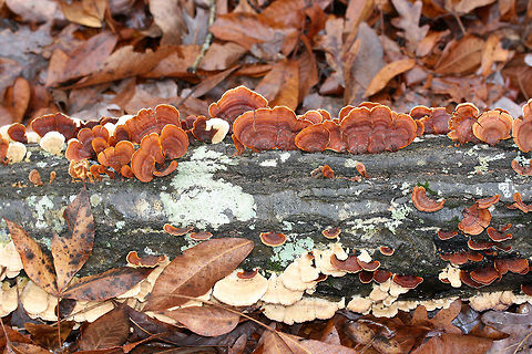 False Turkey Tails (Stereum ostrea) and Trichaptum sp. Growing on a fallen hardwood log in a dense mixed forest. Alongside Trichaptum sp.
https://www.jungledragon.com/image/70836/false_turkey_tails_stereum_ostrea.html Fall,False turkey-tail,Geotagged,Stereum ostrea,United States