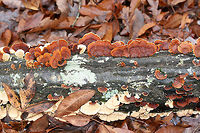 False Turkey Tails (Stereum ostrea) and Trichaptum sp. Growing on a fallen hardwood log in a dense mixed forest. Alongside Trichaptum sp.<br />
https://www.jungledragon.com/image/70836/false_turkey_tails_stereum_ostrea.html Fall,False turkey-tail,Geotagged,Stereum ostrea,United States