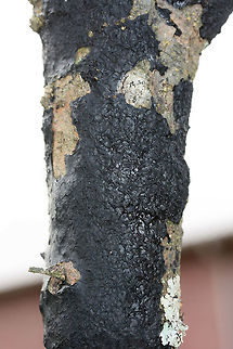 Black Witch's Butter (Exidia glandulosa) Growing on a hardwood branch in an overgrown backyard habitat.
https://www.jungledragon.com/image/70839/black_witchs_butter_exidia_glandulosa.html Exidia glandulosa,Fall,Geotagged,United States