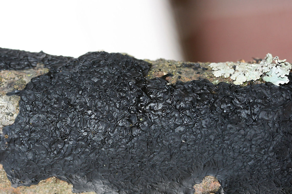 Black Witch's Butter (Exidia glandulosa) Growing on a hardwood branch in an overgrown backyard habitat.<br />
<figure class="photo"><a href="https://www.jungledragon.com/image/70838/black_witchs_butter_exidia_glandulosa.html" title="Black Witch&#039;s Butter (Exidia glandulosa)"><img src="https://s3.amazonaws.com/media.jungledragon.com/images/3231/70838_thumb.jpg?AWSAccessKeyId=05GMT0V3GWVNE7GGM1R2&Expires=1759968010&Signature=Q9xqgoLkilJxgFp%2FeWCgqkpDpdM%3D" width="102" height="152" alt="Black Witch&#039;s Butter (Exidia glandulosa) Growing on a hardwood branch in an overgrown backyard habitat.<br />
https://www.jungledragon.com/image/70839/black_witchs_butter_exidia_glandulosa.html Exidia glandulosa,Fall,Geotagged,United States" /></a></figure> Exidia glandulosa,Fall,Geotagged,United States