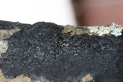 Black Witch's Butter (Exidia glandulosa) Growing on a hardwood branch in an overgrown backyard habitat.
https://www.jungledragon.com/image/70838/black_witchs_butter_exidia_glandulosa.html Exidia glandulosa,Fall,Geotagged,United States