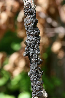 Black Witch's Butter (Exidia glandulosa) Growing on a hardwood branch in an overgrown backyard habitat. Exidia glandulosa,Geotagged,Spring,United States