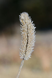 Foxtail (Setaria sp.)? Growing in a very wet (nearly bog-like) meadow. Covered in ice crystals/frost.
https://www.jungledragon.com/image/70930/bristlegrass_setaria_sp.html
https://www.jungledragon.com/image/70929/bristlegrass_setaria_sp.html Fall,Geotagged,Setaria,United States,bristlegrass,bristlegrasses,frost,ice,icy,winter,wintry