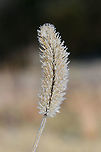 Foxtail (Setaria sp.)? Growing in a very wet (nearly bog-like) meadow. Covered in ice crystals/frost.<br />
https://www.jungledragon.com/image/70930/bristlegrass_setaria_sp.html<br />
https://www.jungledragon.com/image/70929/bristlegrass_setaria_sp.html Fall,Geotagged,Setaria,United States,bristlegrass,bristlegrasses,frost,ice,icy,winter,wintry
