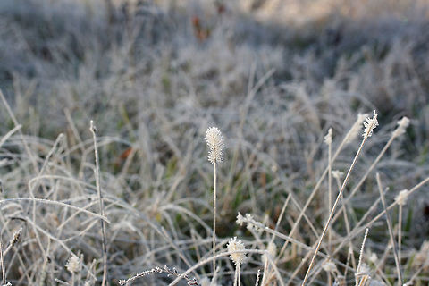 Foxtails (Setaria sp.)? Growing in a very wet (nearly bog-like) meadow. Covered in ice crystals/frost.
https://www.jungledragon.com/image/70930/bristlegrass_setaria_sp.html
https://www.jungledragon.com/image/70928/bristlegrass_setaria_sp.html Fall,Geotagged,Setaria,United States,bristlegrass,bristlegrasses,frost,ice,icy,winter,wintry
