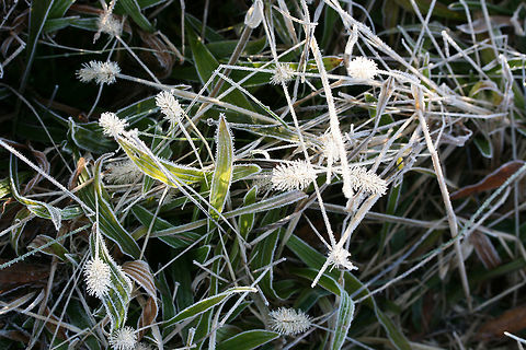 Foxtails (Setaria sp.)? Growing in a very wet (nearly bog-like) meadow. Covered in ice crystals/frost.
https://www.jungledragon.com/image/70928/bristlegrass_setaria_sp.html
https://www.jungledragon.com/image/70929/bristlegrass_setaria_sp.html Fall,Geotagged,Setaria,United States,bristlegrass,bristlegrasses,frost,ice,icy,winter,wintry
