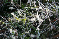 Foxtails (Setaria sp.)? Growing in a very wet (nearly bog-like) meadow. Covered in ice crystals/frost.<br />
https://www.jungledragon.com/image/70928/bristlegrass_setaria_sp.html<br />
https://www.jungledragon.com/image/70929/bristlegrass_setaria_sp.html Fall,Geotagged,Setaria,United States,bristlegrass,bristlegrasses,frost,ice,icy,winter,wintry