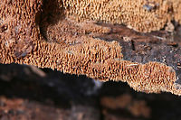 Mycoacia nothofagi Growing on a burnt, rotting log (Pyrus calleryana think) in an abandoned firepit in Gordon County, Georgia, US. December 14, 2018.<br />
<br />
Tiny brown teeth arising from white, crust-like surface. 3-4 teeth/mm. 1-2mm long. KOH&mdash;>Dark brown to reddish-brown on teeth.<br />
https://www.jungledragon.com/image/70953/unknown_toothed_fungus.html<br />
https://www.jungledragon.com/image/70954/unknown_toothed_fungus.html Fall,Geotagged,Mycoacia nothofagi,United States