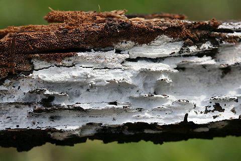 Mycoacia nothofagi Growing on a burnt, rotting log (Pyrus calleryana think) in an abandoned firepit in Gordon County, Georgia, US. December 14, 2018.

Tiny brown teeth arising from white, crust-like surface. 3-4 teeth/mm. 1-2mm long. KOH—>Dark brown to reddish-brown on teeth.
https://www.jungledragon.com/image/70952/unknown_toothed_fungus.html
https://www.jungledragon.com/image/70954/unknown_toothed_fungus.html Fall,Geotagged,Mycoacia nothofagi,United States