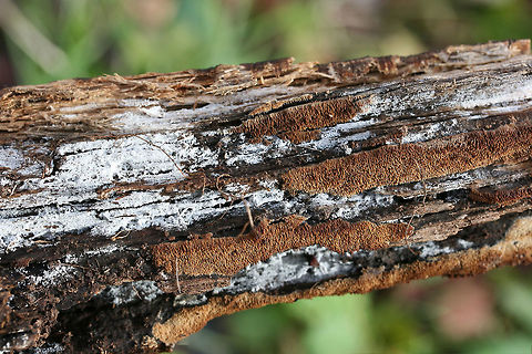 Mycoacia nothofagi Growing on a burnt, rotting log (Pyrus calleryana think) in an abandoned firepit in Gordon County, Georgia, US. December 14, 2018.

Tiny brown teeth arising from white, crust-like surface. 3-4 teeth/mm. 1-2mm long. KOH—>Dark brown to reddish-brown on teeth.
https://www.jungledragon.com/image/70953/unknown_toothed_fungus.html
https://www.jungledragon.com/image/70952/unknown_toothed_fungus.html Fall,Geotagged,Mycoacia nothofagi,United States