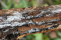 Mycoacia nothofagi Growing on a burnt, rotting log (Pyrus calleryana think) in an abandoned firepit in Gordon County, Georgia, US. December 14, 2018.<br />
<br />
Tiny brown teeth arising from white, crust-like surface. 3-4 teeth/mm. 1-2mm long. KOH&mdash;>Dark brown to reddish-brown on teeth.<br />
https://www.jungledragon.com/image/70953/unknown_toothed_fungus.html<br />
https://www.jungledragon.com/image/70952/unknown_toothed_fungus.html Fall,Geotagged,Mycoacia nothofagi,United States