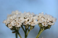 Common Yarrow (Achillea millefolium) Frost-covered plants growing in an overgrown backyard habitat.<br />
https://www.jungledragon.com/image/70958/common_yarrow_achillea_millefolium.html<br />
https://www.jungledragon.com/image/70956/common_yarrow_achillea_millefolium.html<br />
https://www.jungledragon.com/image/70957/common_yarrow_achillea_millefolium.html Achillea millefolium,Common yarrow,Fall,Geotagged,United States